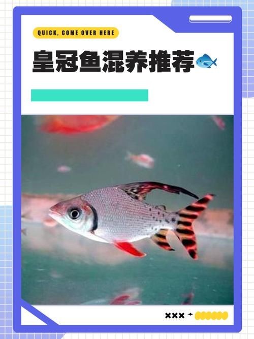 皇冠魟魚一胎生小魚詳細說明圖解:關于皇冠魟魚繁殖的詳細說明 龍魚論壇 第16張 皇冠魟魚一胎生小魚詳細說明圖解:關于皇冠魟魚繁殖的詳細說明 皇冠魟魚一胎生小魚詳細說明圖解:關于皇冠魟魚繁殖的詳細說明 龍魚論壇 第16張