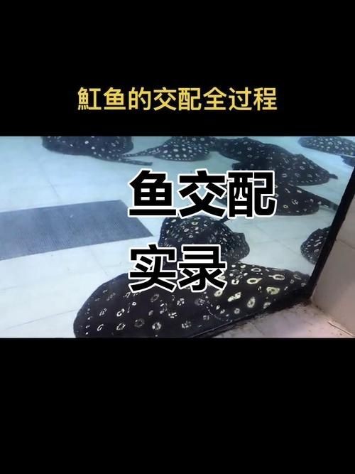 皇冠魟魚一胎生小魚詳細說明圖解:關于皇冠魟魚繁殖的詳細說明 龍魚論壇 第4張 皇冠魟魚一胎生小魚詳細說明圖解:關于皇冠魟魚繁殖的詳細說明 皇冠魟魚一胎生小魚詳細說明圖解:關于皇冠魟魚繁殖的詳細說明 龍魚論壇 第4張