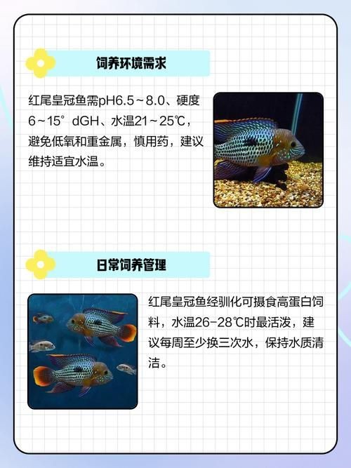 皇冠魟魚一胎生小魚詳細說明圖解:關于皇冠魟魚繁殖的詳細說明 龍魚論壇 第10張 皇冠魟魚一胎生小魚詳細說明圖解:關于皇冠魟魚繁殖的詳細說明 皇冠魟魚一胎生小魚詳細說明圖解:關于皇冠魟魚繁殖的詳細說明 龍魚論壇 第10張
