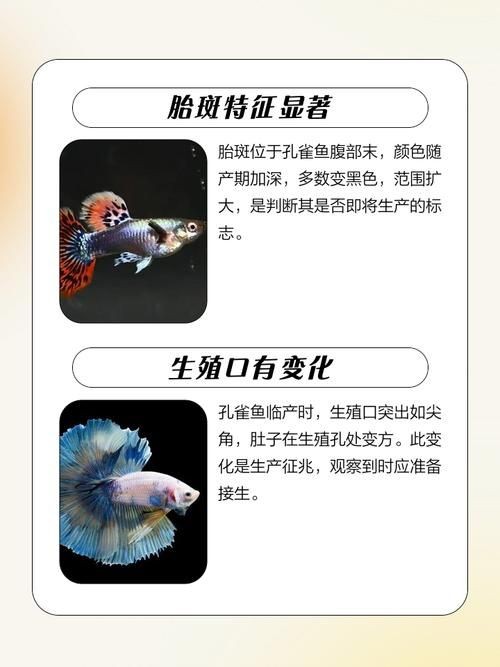 皇冠魟魚一胎生小魚詳細說明圖解:關于皇冠魟魚繁殖的詳細說明 龍魚論壇 第9張 皇冠魟魚一胎生小魚詳細說明圖解:關于皇冠魟魚繁殖的詳細說明 皇冠魟魚一胎生小魚詳細說明圖解:關于皇冠魟魚繁殖的詳細說明 龍魚論壇 第9張
