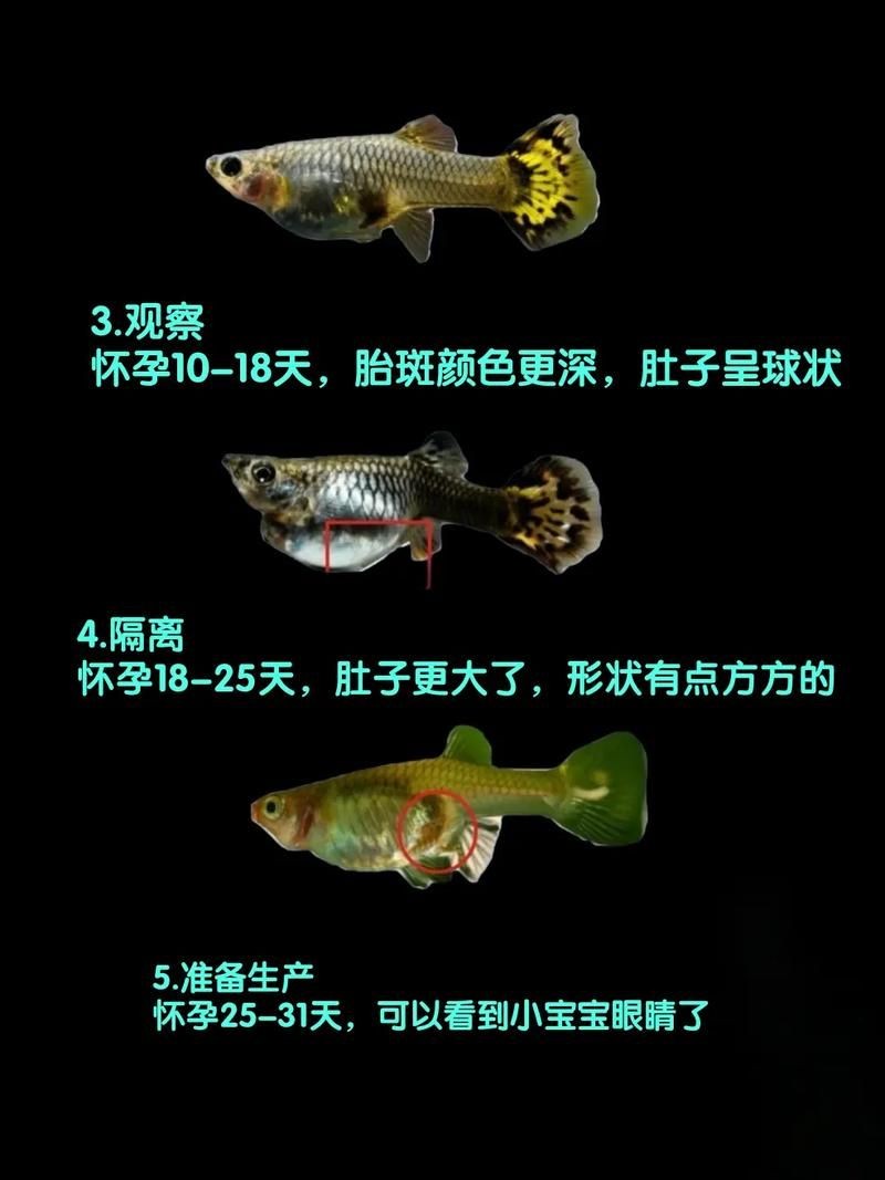 皇冠魟魚一胎生小魚詳細說明圖解:關于皇冠魟魚繁殖的詳細說明 龍魚論壇 第7張 皇冠魟魚一胎生小魚詳細說明圖解:關于皇冠魟魚繁殖的詳細說明 皇冠魟魚一胎生小魚詳細說明圖解:關于皇冠魟魚繁殖的詳細說明 龍魚論壇 第7張