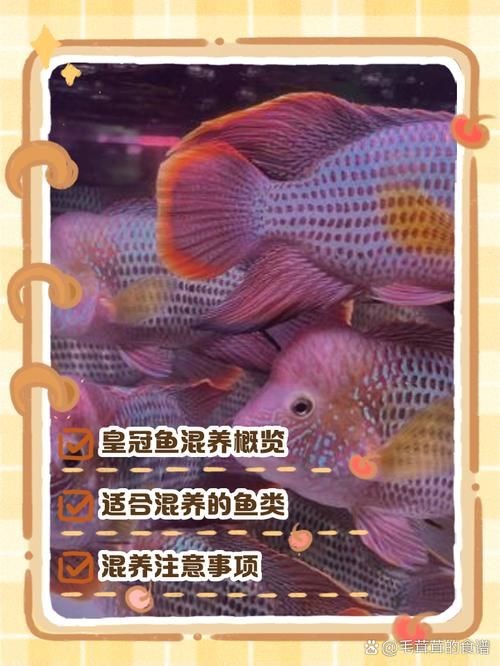 皇冠魟魚一胎生小魚詳細說明圖解:關于皇冠魟魚繁殖的詳細說明 龍魚論壇 第15張 皇冠魟魚一胎生小魚詳細說明圖解:關于皇冠魟魚繁殖的詳細說明 皇冠魟魚一胎生小魚詳細說明圖解:關于皇冠魟魚繁殖的詳細說明 龍魚論壇 第15張