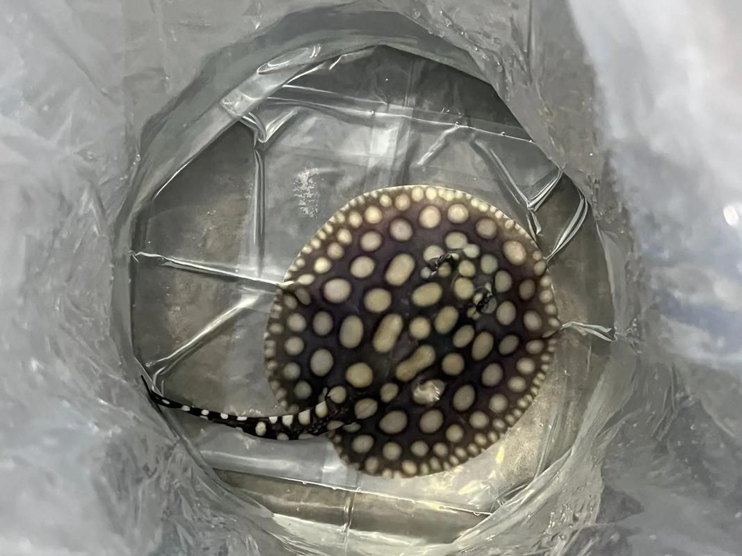 皇冠魟魚一胎生小魚詳細說明圖解:關于皇冠魟魚繁殖的詳細說明 龍魚論壇 第19張 皇冠魟魚一胎生小魚詳細說明圖解:關于皇冠魟魚繁殖的詳細說明 皇冠魟魚一胎生小魚詳細說明圖解:關于皇冠魟魚繁殖的詳細說明 龍魚論壇 第19張