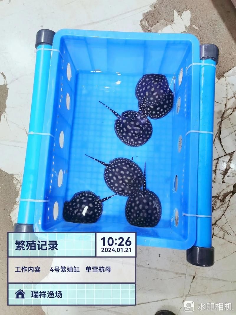 皇冠魟魚一胎生小魚詳細說明圖解:關于皇冠魟魚繁殖的詳細說明 龍魚論壇 第25張 皇冠魟魚一胎生小魚詳細說明圖解:關于皇冠魟魚繁殖的詳細說明 皇冠魟魚一胎生小魚詳細說明圖解:關于皇冠魟魚繁殖的詳細說明 龍魚論壇 第25張