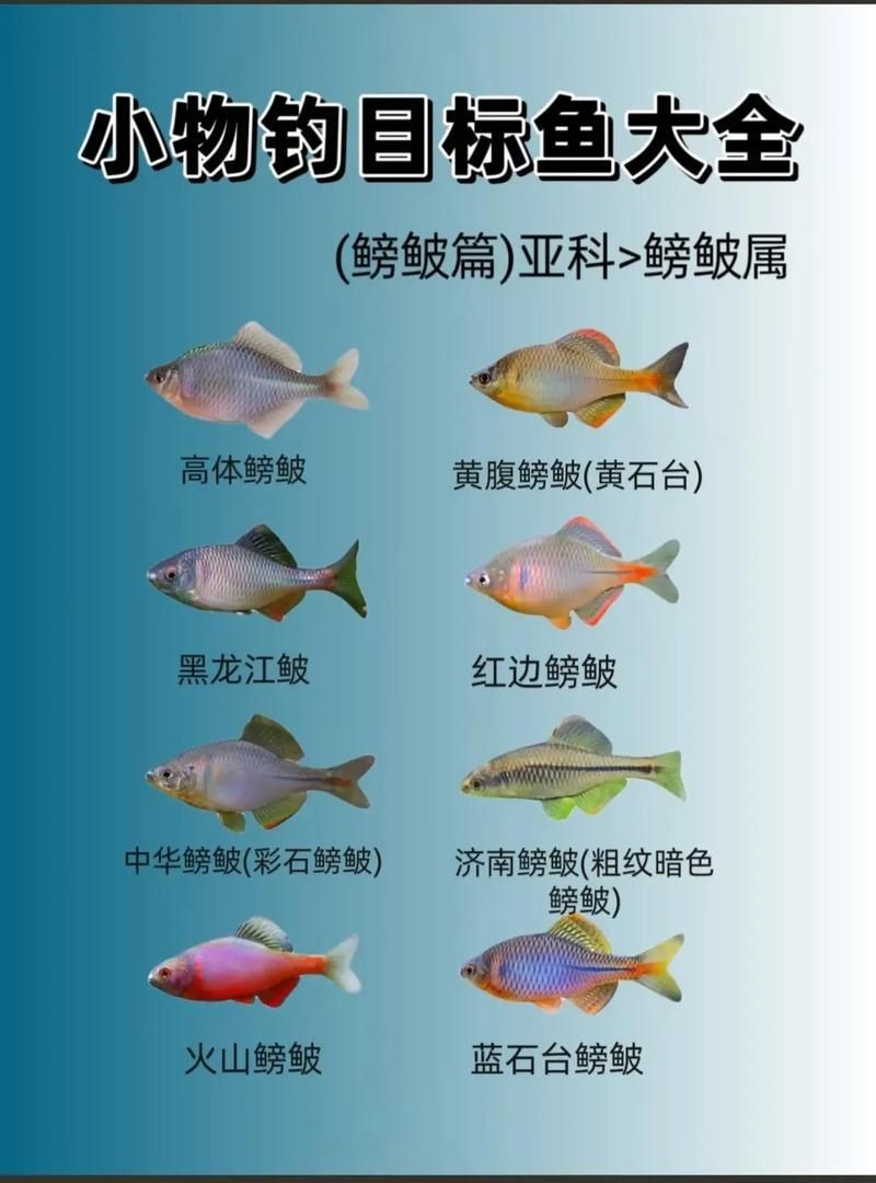 懷孕的魟魚和正常魟魚圖片對(duì)比：如何辨別懷孕魟魚是否懷孕 懷孕的魟魚和正常魟魚圖片對(duì)比：如何辨別懷孕魟魚是否懷孕 龍魚論壇 第20張