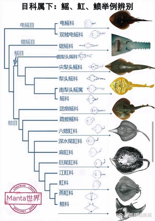 懷孕的魟魚和正常魟魚圖片對(duì)比：如何辨別懷孕魟魚是否懷孕 懷孕的魟魚和正常魟魚圖片對(duì)比：如何辨別懷孕魟魚是否懷孕 龍魚論壇 第2張