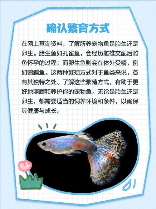 懷孕的魟魚和正常魟魚圖片對(duì)比：如何辨別懷孕魟魚是否懷孕 懷孕的魟魚和正常魟魚圖片對(duì)比：如何辨別懷孕魟魚是否懷孕 龍魚論壇 第13張