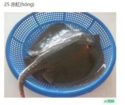 懷孕的魟魚和正常魟魚圖片對(duì)比：如何辨別懷孕魟魚是否懷孕 懷孕的魟魚和正常魟魚圖片對(duì)比：如何辨別懷孕魟魚是否懷孕 龍魚論壇 第14張