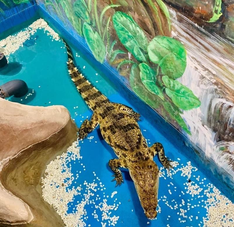忻州水族店：忻州市忻州區(qū)大溪地水族館