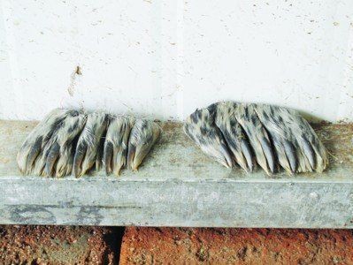 海豹的肉多少一斤：關于“海豹的肉多少一斤”這一問題