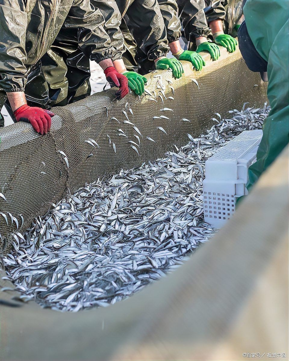 混養(yǎng)魚配魚最簡(jiǎn)單方法：混養(yǎng)觀賞魚最佳搭配是哪種魚
