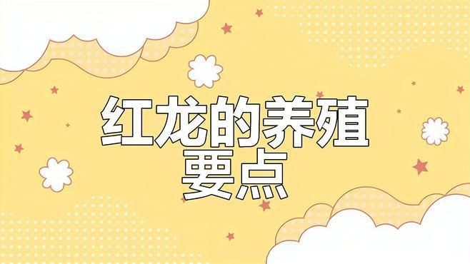 50公分紅龍養(yǎng)護要點：50公分以上的紅龍魚飼養(yǎng)技巧