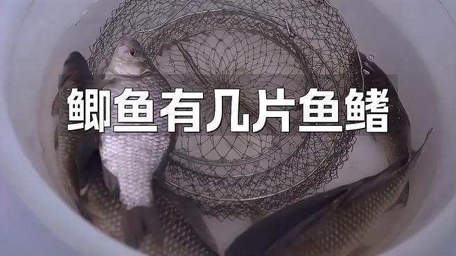 七鰭魚品種介紹：七鰭魚是一類具有獨特形態與鮮明色彩的熱帶淡水魚類 七鰭魚品種介紹：七鰭魚是一類具有獨特形態與鮮明色彩的熱帶淡水魚類 龍魚百科 第5張