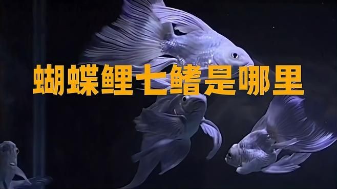 七鰭魚品種介紹：七鰭魚是一類具有獨特形態與鮮明色彩的熱帶淡水魚類 七鰭魚品種介紹：七鰭魚是一類具有獨特形態與鮮明色彩的熱帶淡水魚類 龍魚百科 第1張