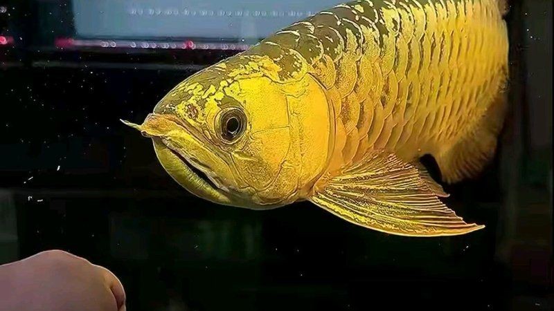 七鰭魚品種介紹：七鰭魚是一類具有獨特形態與鮮明色彩的熱帶淡水魚類 七鰭魚品種介紹：七鰭魚是一類具有獨特形態與鮮明色彩的熱帶淡水魚類 龍魚百科 第3張