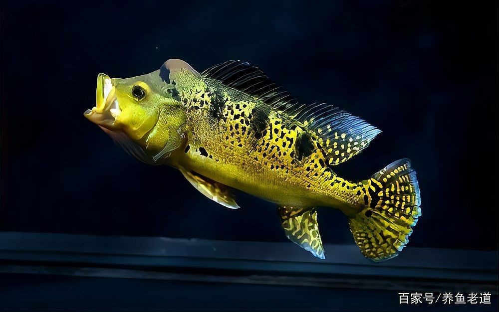 狗頭魚要死的前兆：養魚老道，狗狗臨終前的五個征兆，主人必看，寂寞行者過客自成畫卷