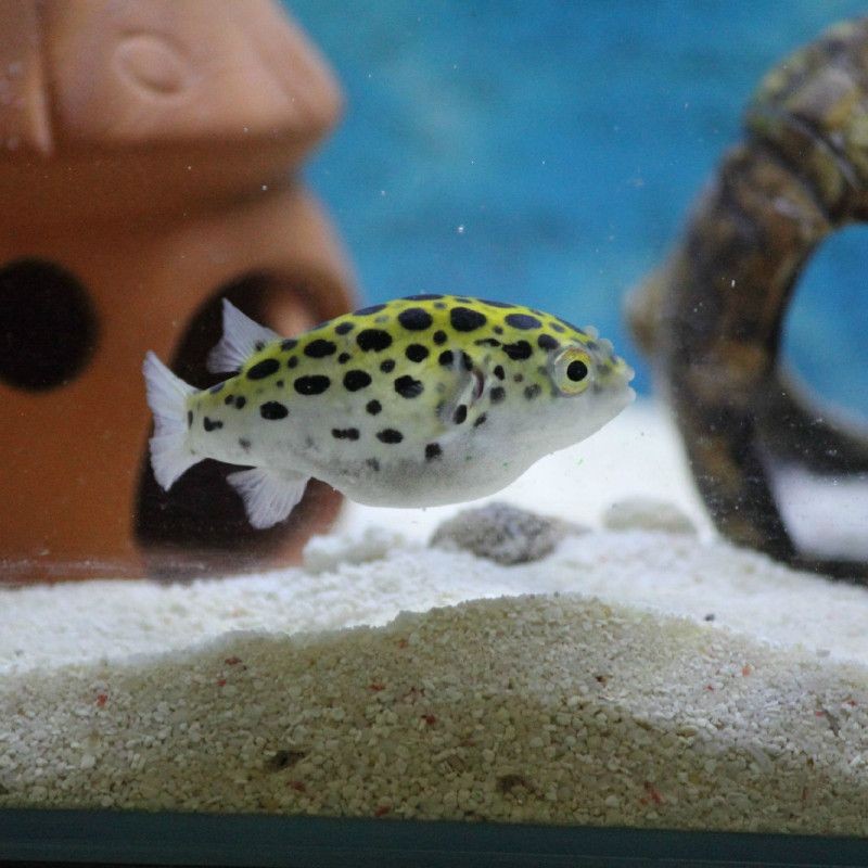 狗頭魚是河豚嗎：狗頭魚與河豚的區(qū)別 狗頭魚是河豚嗎：狗頭魚與河豚的區(qū)別 龍魚論壇 第5張