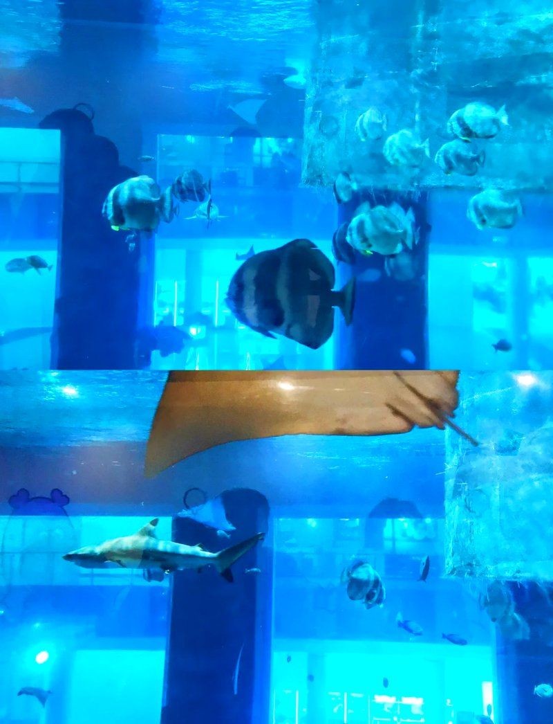 佛山水族店：樂從天佑城免費水族館探秘佛山大瀝的寶藏水族店