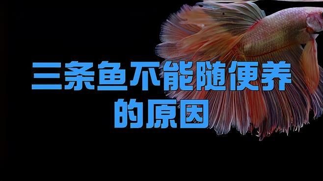 三條魚(yú)不能隨便養(yǎng)的原因：三條魚(yú)不能隨便養(yǎng) 三條魚(yú)不能隨便養(yǎng)的原因：三條魚(yú)不能隨便養(yǎng) 龍魚(yú)百科 第2張