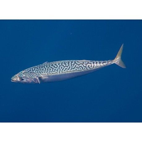 海里的青魚又叫什么魚：“海里的青魚”是什么魚？ 海里的青魚又叫什么魚：“海里的青魚”是什么魚？ 龍魚論壇 第9張