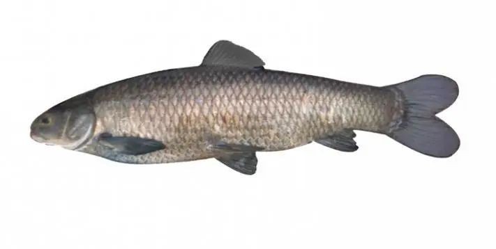 海里的青魚又叫什么魚：“海里的青魚”是什么魚？ 海里的青魚又叫什么魚：“海里的青魚”是什么魚？ 龍魚論壇 第8張