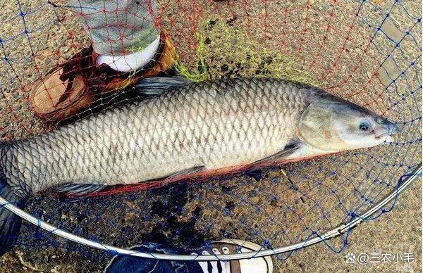 海里的青魚又叫什么魚：“海里的青魚”是什么魚？ 海里的青魚又叫什么魚：“海里的青魚”是什么魚？ 龍魚論壇 第11張