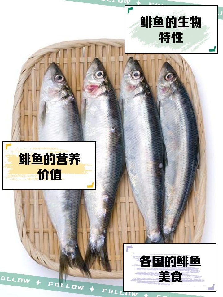海里的青魚又叫什么魚：“海里的青魚”是什么魚？ 海里的青魚又叫什么魚：“海里的青魚”是什么魚？ 龍魚論壇 第6張