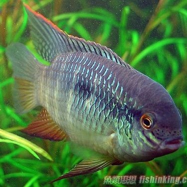 皇冠魚：*《皇冠魚》*皇冠魚的繁殖 皇冠魚：*《皇冠魚》*皇冠魚的繁殖 龍魚論壇 第5張