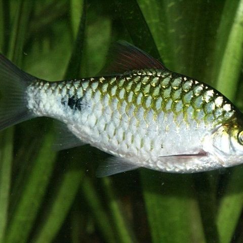 皇冠魚：*《皇冠魚》*皇冠魚的繁殖 皇冠魚：*《皇冠魚》*皇冠魚的繁殖 龍魚論壇 第7張