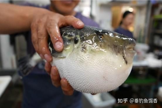 河豚是淡水魚還是海水魚？：河豚并非單純的淡水魚或海水魚其生存環境因種類而異