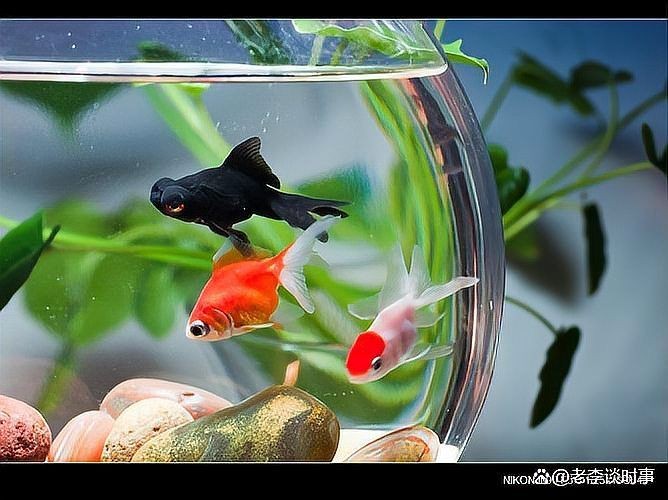 兩條金魚的寓意：“兩條金魚”作為傳統文化意象蘊含著豐富的象征意義