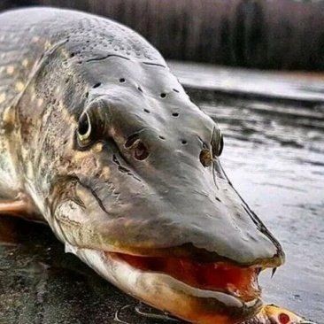狗魚價格是多少錢一斤:狗魚市場價多少錢一斤 龍魚論壇 第6張 狗魚價格是多少錢一斤:狗魚市場價多少錢一斤 狗魚價格是多少錢一斤:狗魚市場價多少錢一斤 龍魚論壇 第6張