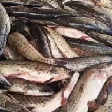 狗魚價格是多少錢一斤:狗魚市場價多少錢一斤 龍魚論壇 第1張 狗魚價格是多少錢一斤:狗魚市場價多少錢一斤 狗魚價格是多少錢一斤:狗魚市場價多少錢一斤 龍魚論壇 第1張