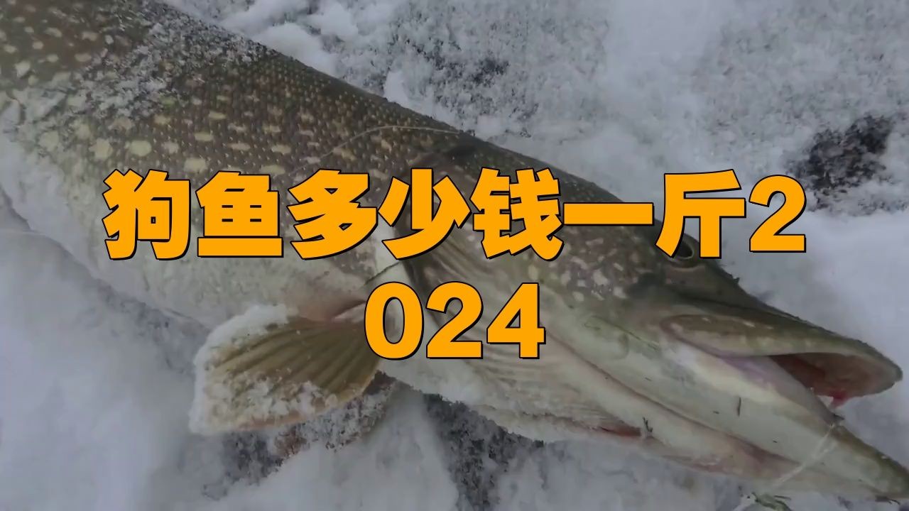 狗魚價格是多少錢一斤:狗魚市場價多少錢一斤 龍魚論壇 第4張 狗魚價格是多少錢一斤:狗魚市場價多少錢一斤 狗魚價格是多少錢一斤:狗魚市場價多少錢一斤 龍魚論壇 第4張