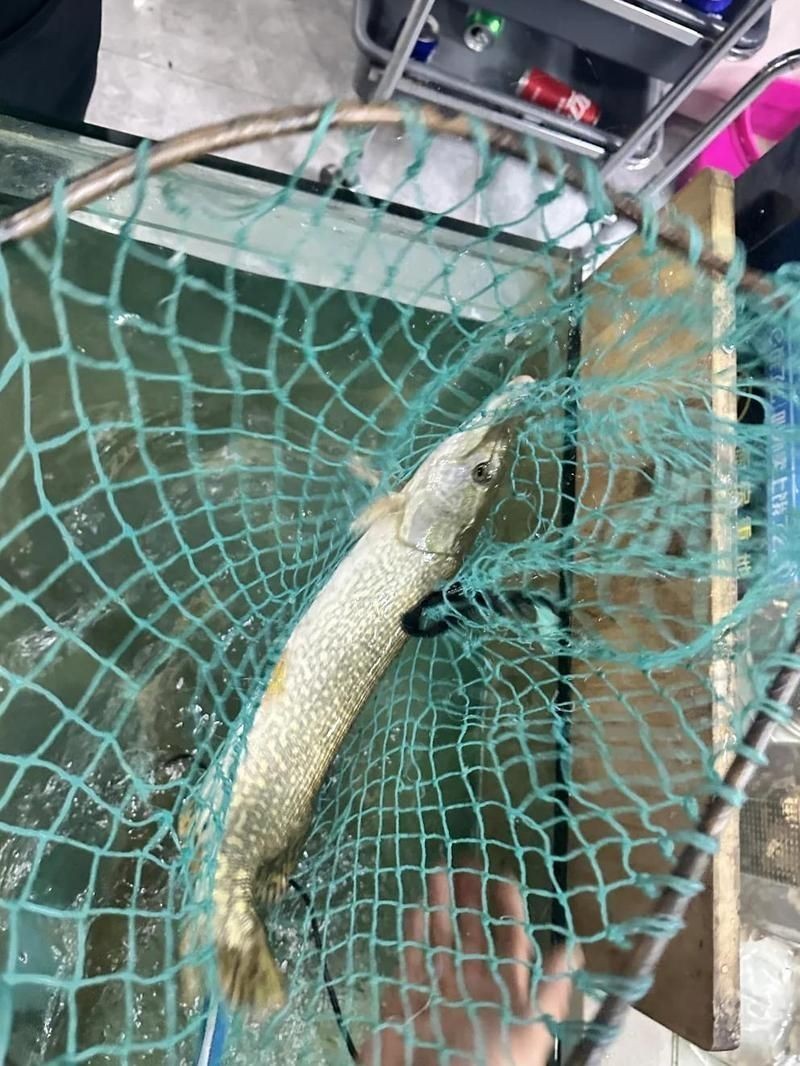 狗魚價格是多少錢一斤:狗魚市場價多少錢一斤 龍魚論壇 第3張 狗魚價格是多少錢一斤:狗魚市場價多少錢一斤 狗魚價格是多少錢一斤:狗魚市場價多少錢一斤 龍魚論壇 第3張