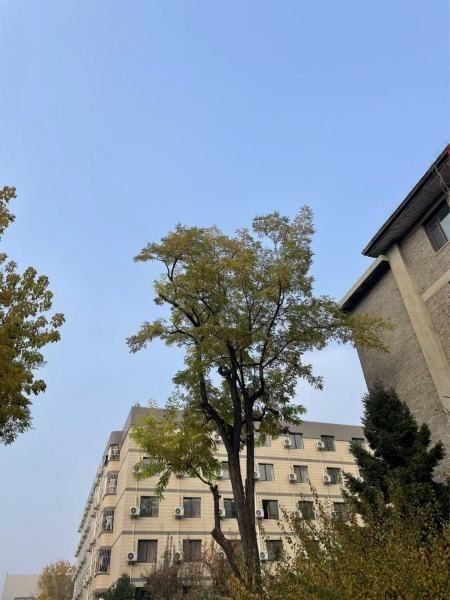 廣東龍魚最正宗的店：廣東龍魚風味最正宗的代表如何選購優質龍魚小參謀實戰經驗分享