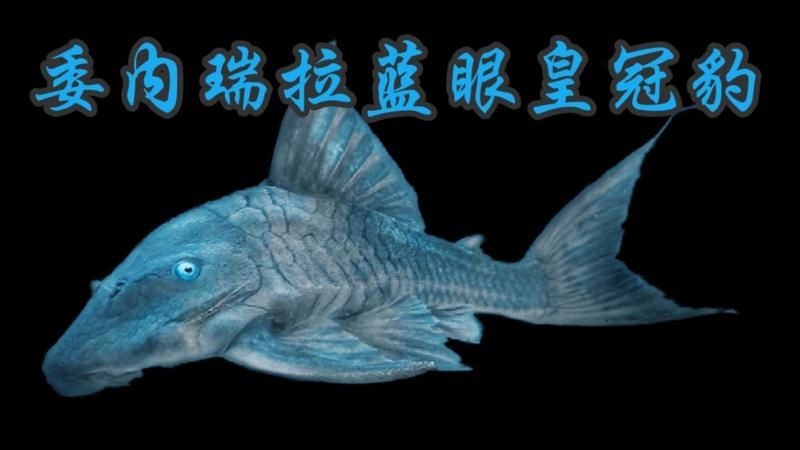 皇冠豹異型魚品種兇嗎：如何判斷皇冠豹異型魚的攻擊性？