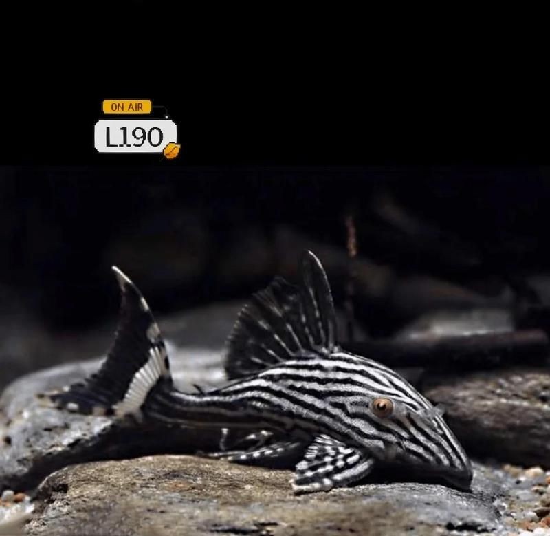皇冠豹異型魚品種兇嗎：如何判斷皇冠豹異型魚的攻擊性？