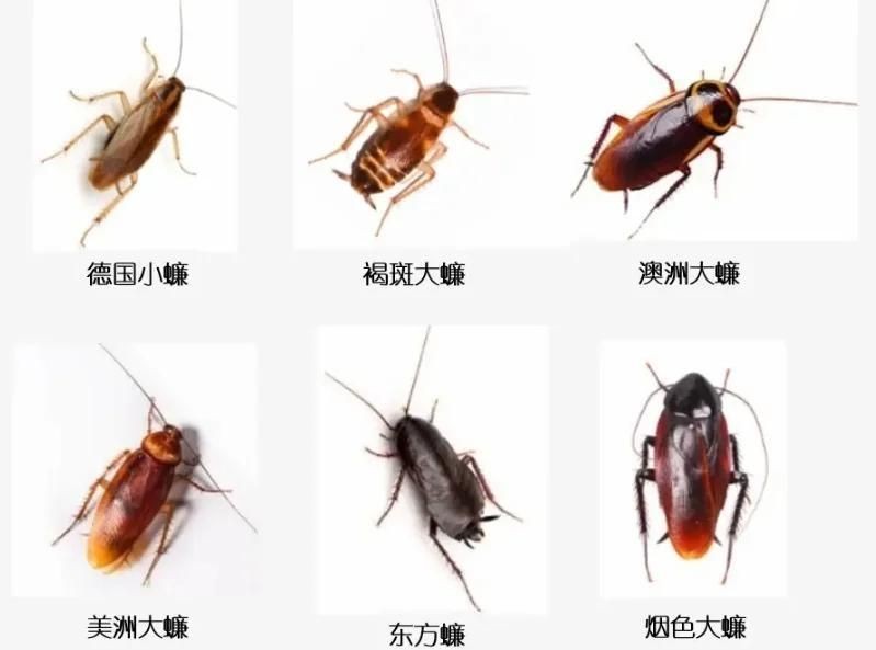 家里常見(jiàn)的蟲(chóng)子：家庭常見(jiàn)蟲(chóng)害防治指南