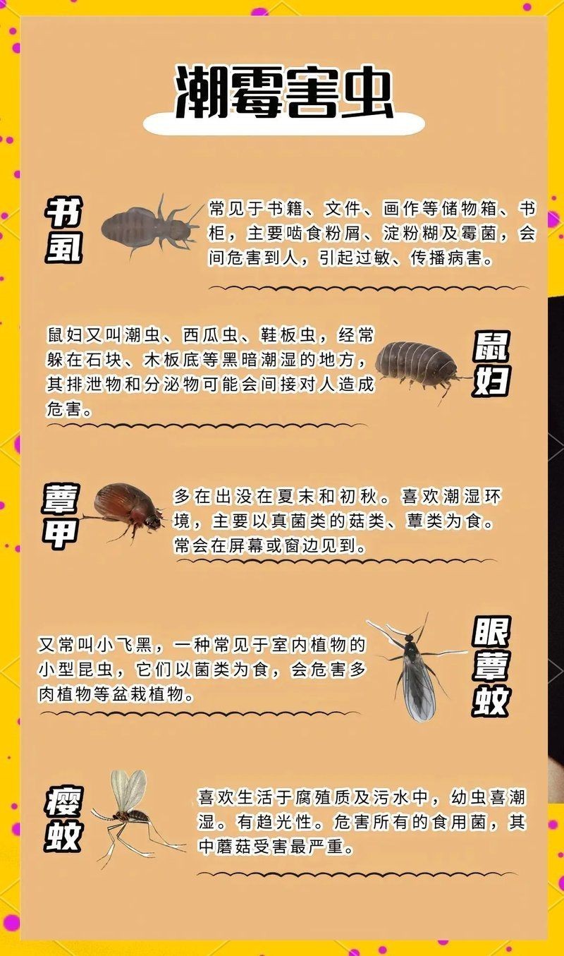 家里常見的蟲子：家庭常見蟲害防治指南