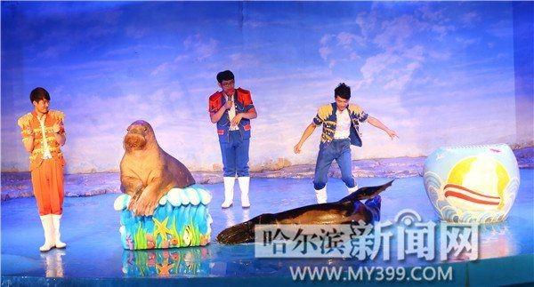 海象溫順嗎：寵物網海象的壽命有多長海象的主要天敵有哪些 海象溫順嗎：寵物網海象的壽命有多長海象的主要天敵有哪些 龍魚論壇 第6張