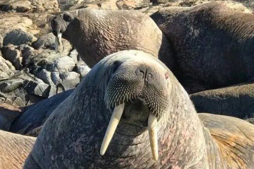 海象溫順嗎：寵物網海象的壽命有多長海象的主要天敵有哪些 海象溫順嗎：寵物網海象的壽命有多長海象的主要天敵有哪些 龍魚論壇 第7張