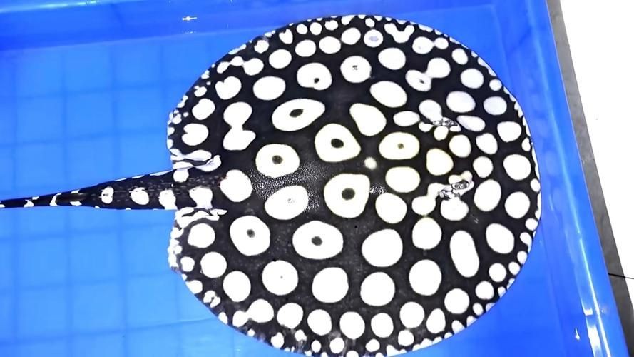 皇冠黑白魟魚圖片：皇冠黑白魟魚圖片欣賞