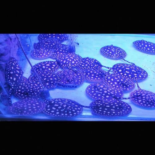 皇冠黑白魟魚圖片：皇冠黑白魟魚圖片欣賞