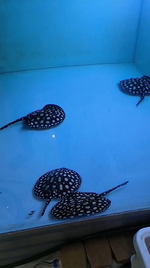 皇冠黑白魟魚圖片：皇冠黑白魟魚圖片欣賞