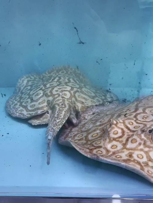 皇冠黑白魟魚圖片：皇冠黑白魟魚圖片欣賞