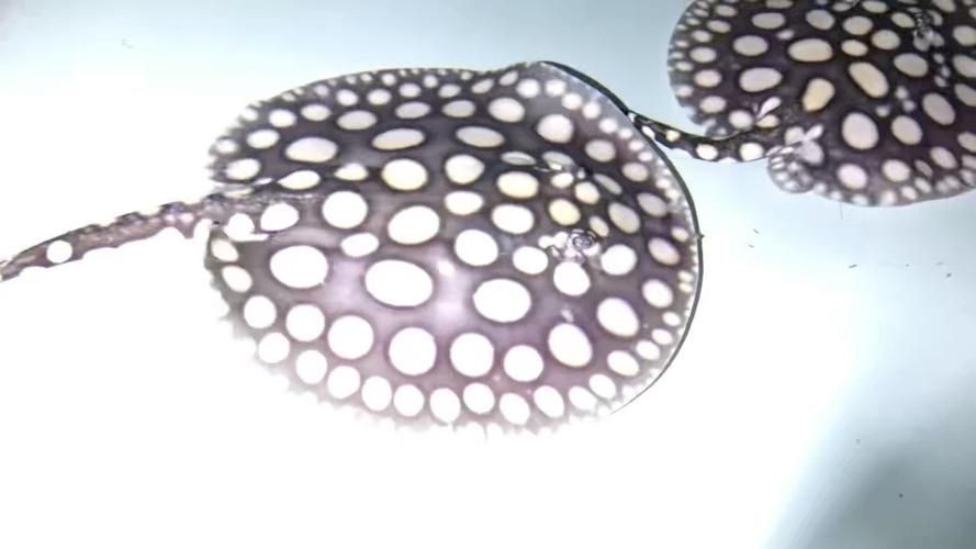 皇冠黑白魟魚圖片：皇冠黑白魟魚圖片欣賞