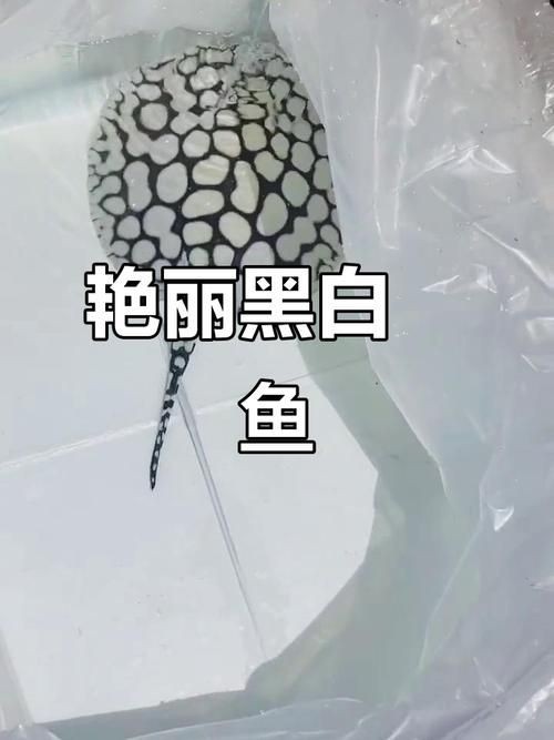 皇冠黑白魟魚圖片：皇冠黑白魟魚圖片欣賞