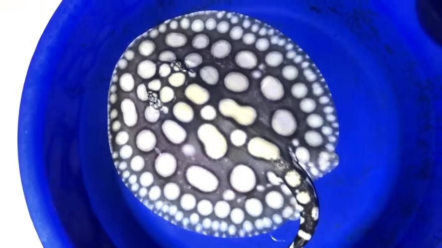 皇冠黑白魟魚圖片：皇冠黑白魟魚圖片欣賞