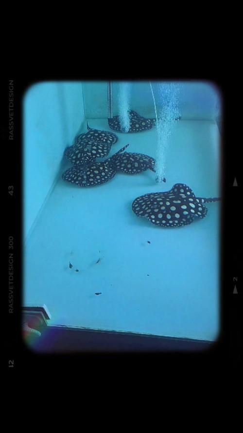 皇冠黑白魟魚圖片：皇冠黑白魟魚圖片欣賞